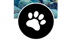 animalesmascotas.com