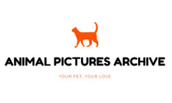 animalpicturesarchive.com