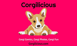corgilicious.com