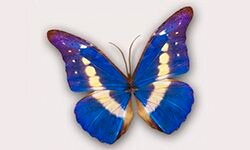 focusingonwildlife.com