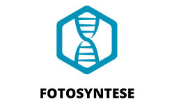 fotosyntese.dk