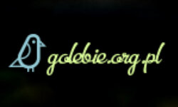 golebie.org.pl