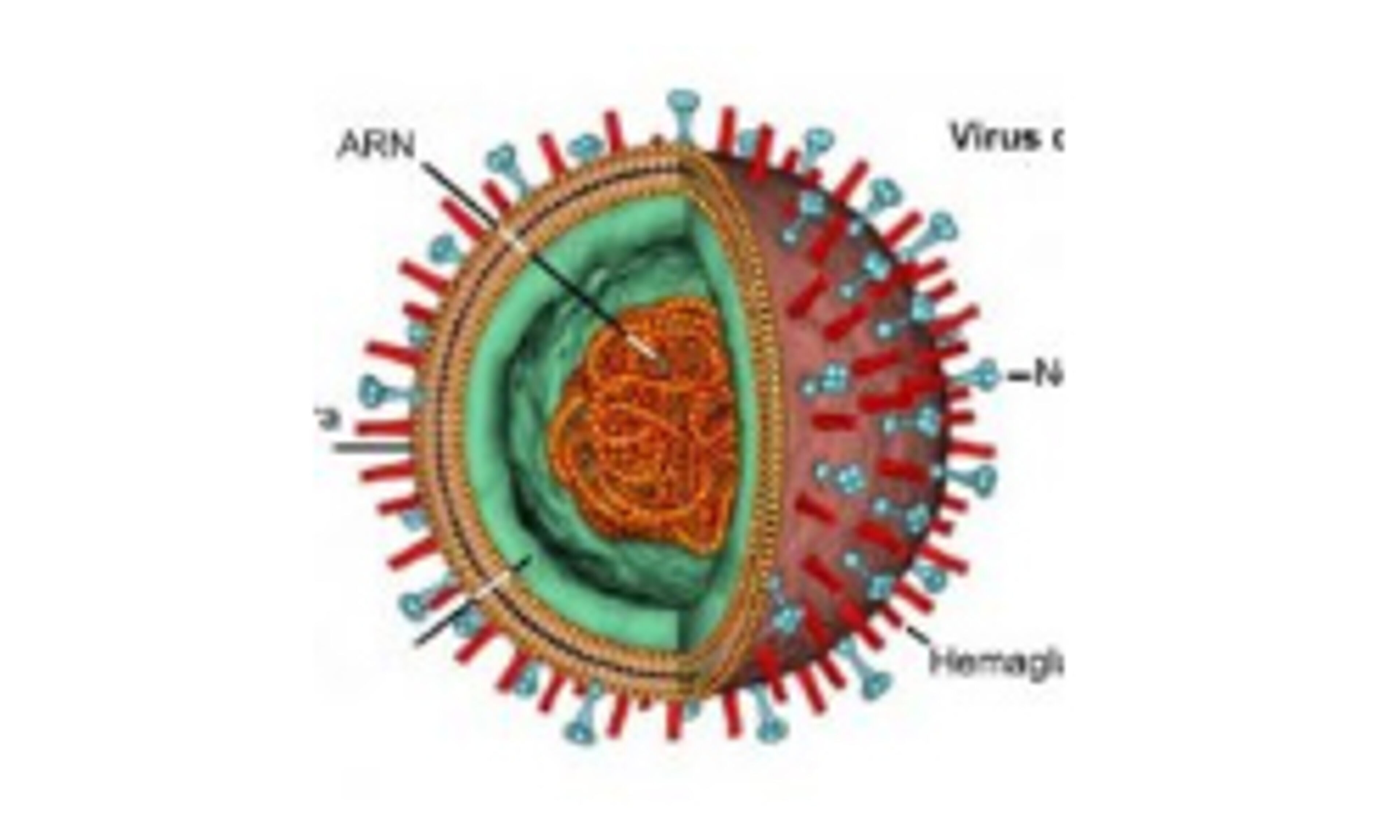 remedioscaserosparalagripe.net