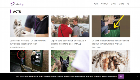 chabadog.com